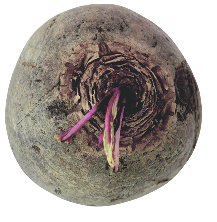 beetroot, free beetroot png, beetroot png image, transparent beetroot png image, beetroot png full hd images download